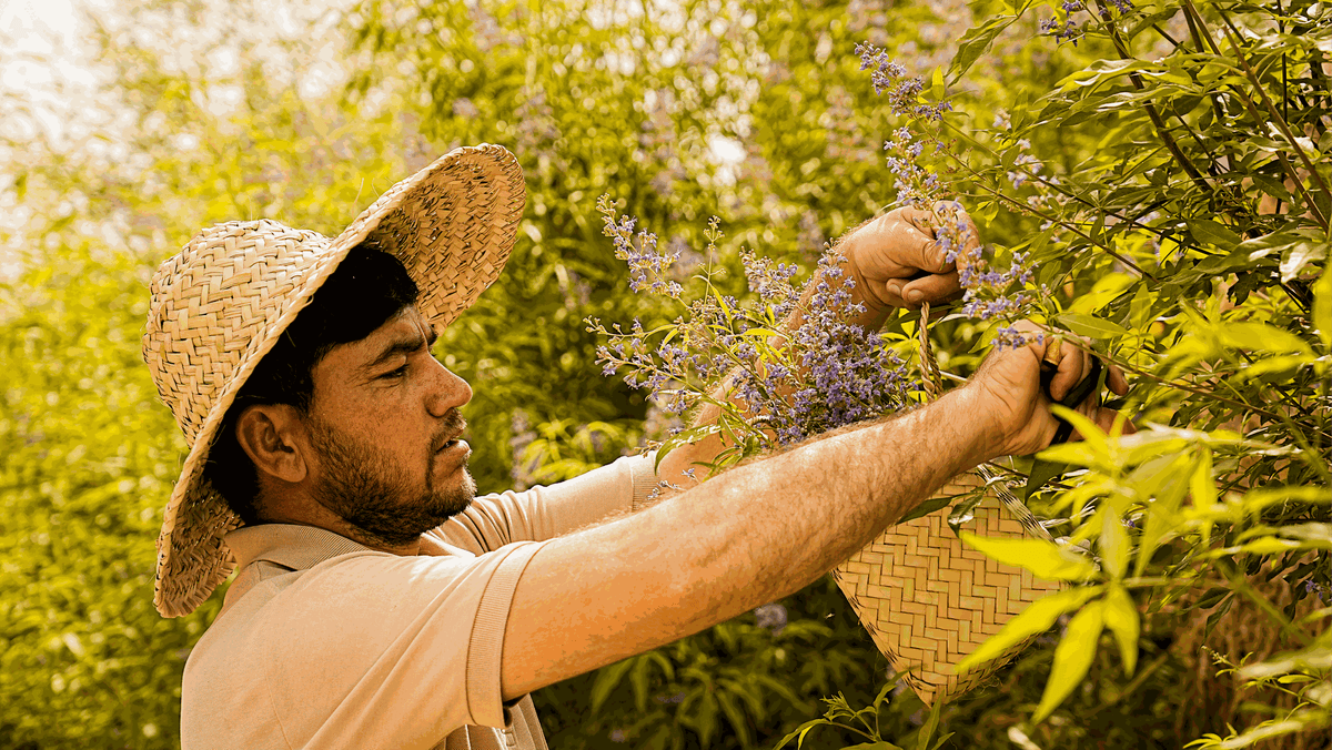 Torba Naturals